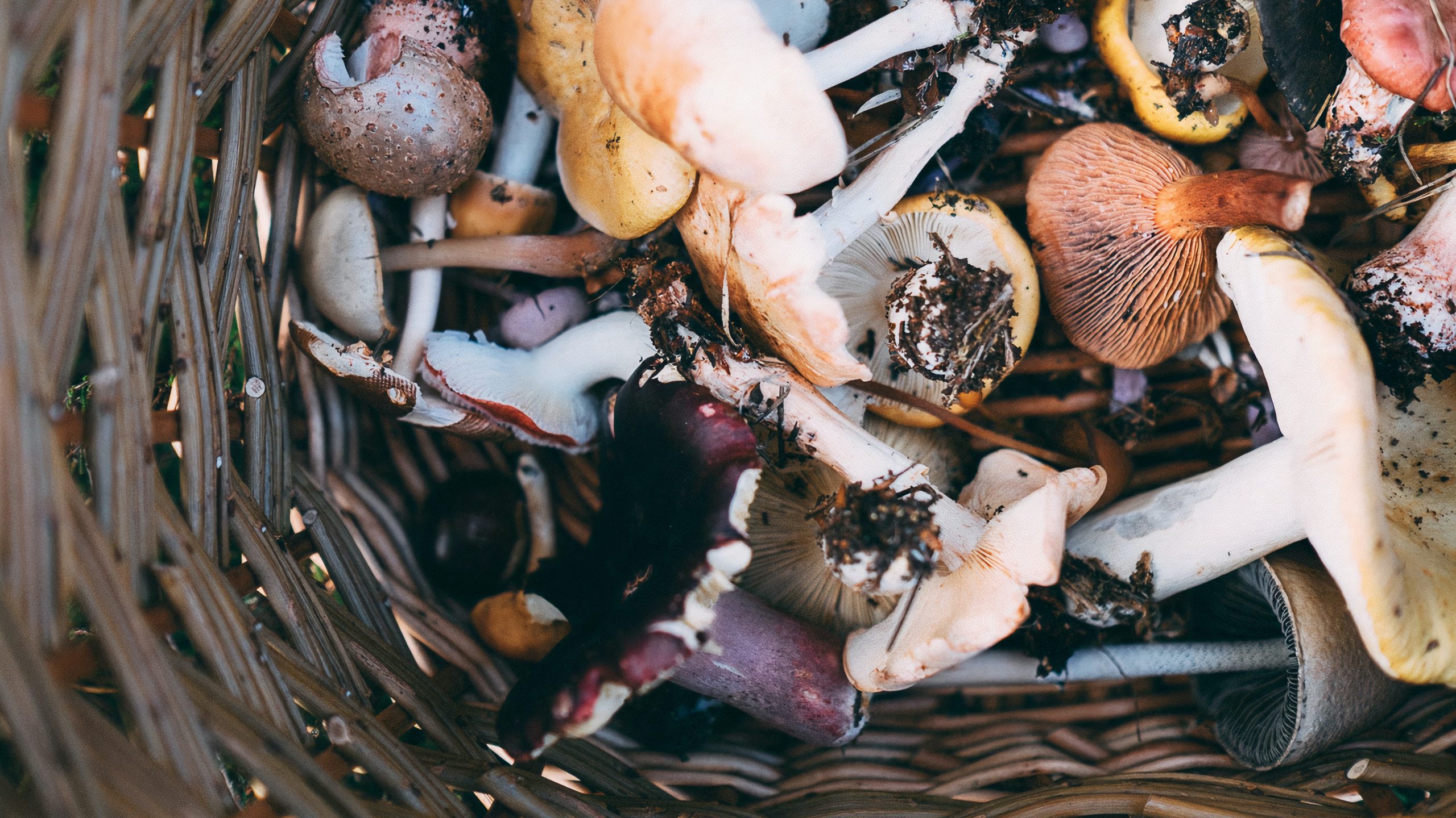 Daniel Woody’s Foraging Adventure