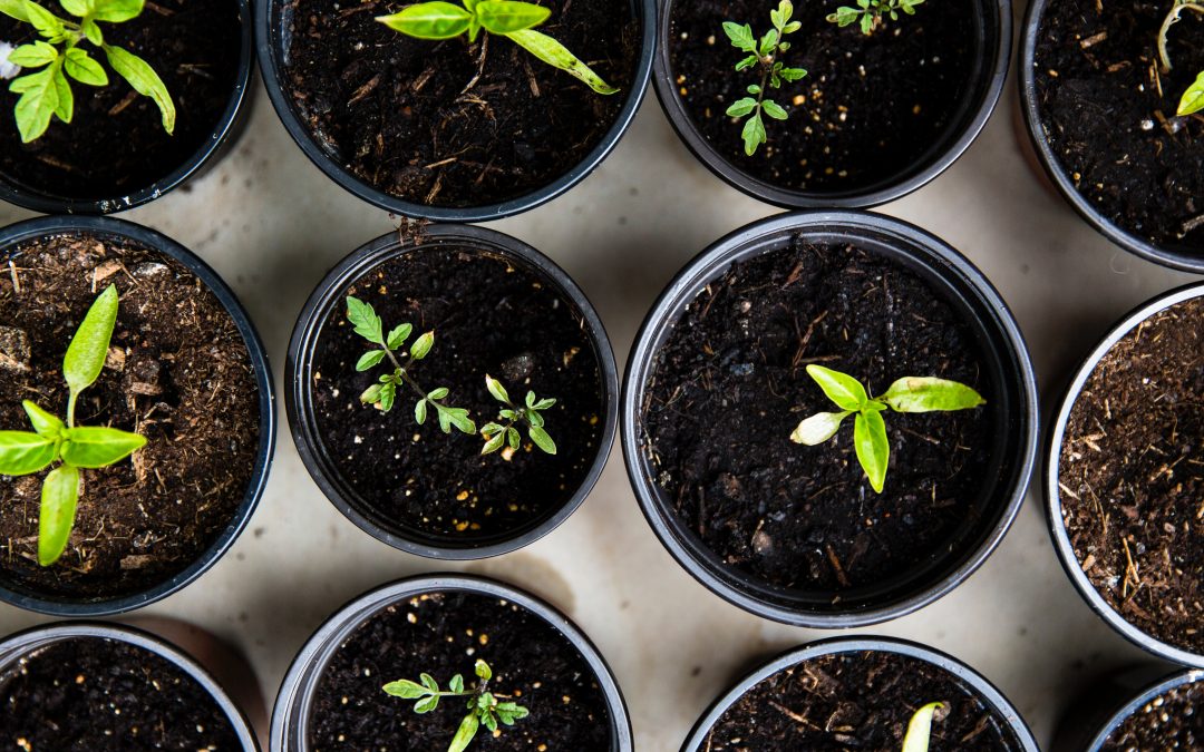 Start Your Garden! Summer Garden Seeding Workshop