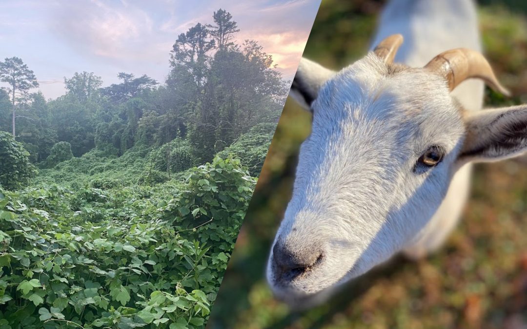 Kudzu into Cream – Goat Petting and Kudzu Grazing with Kudzu Flavored Ice Cream