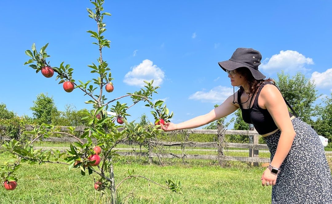 Exploring the Orchard – Apple Farm Tour at TK Family Farm