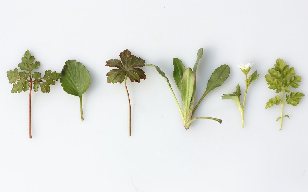 Wild Herb Walk with Colfax Creek Farm