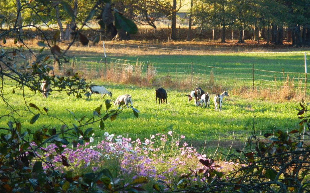 Family Farm Days – Goats and Berries at Sonlight Farms