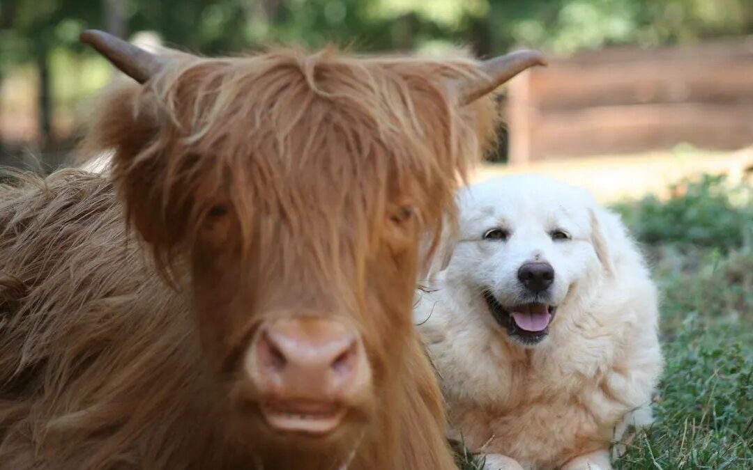 Afternoon Tea with Highland Cows at New Beginnings Historic Farm: Valentine’s Edition!