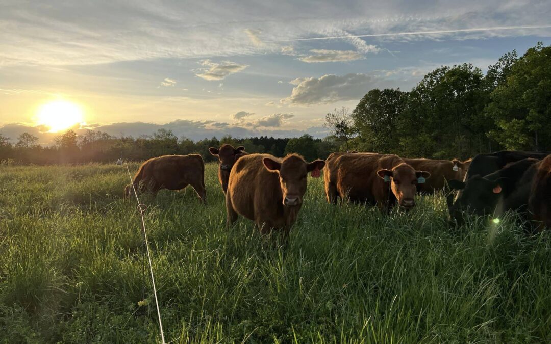 Colfax Creek Farm