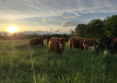 Colfax Creek Farm