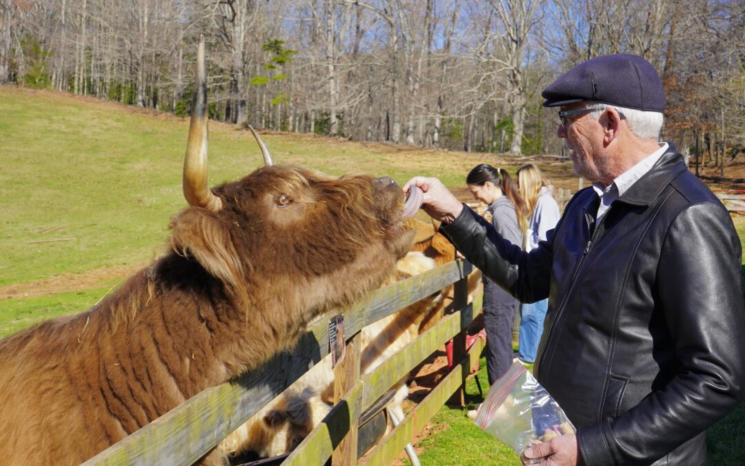Mother’s Day Tea with Highland Cows at New Beginnings Historic Farm!